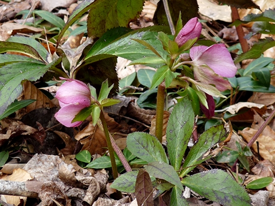 {Helleborus viridis}